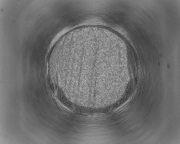 X0000066121366200604071901