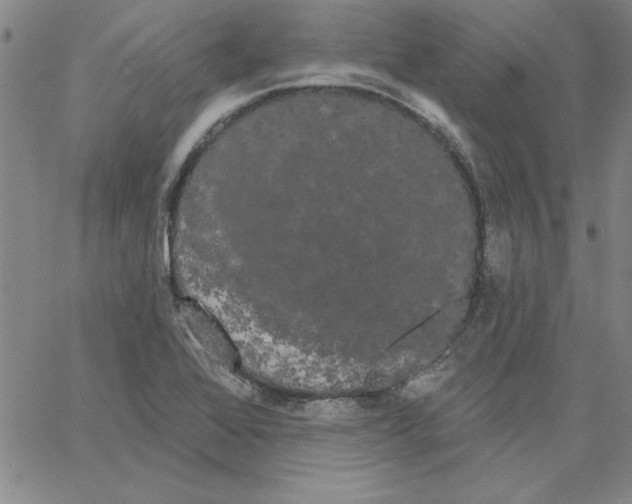 X0000066121368200604071901