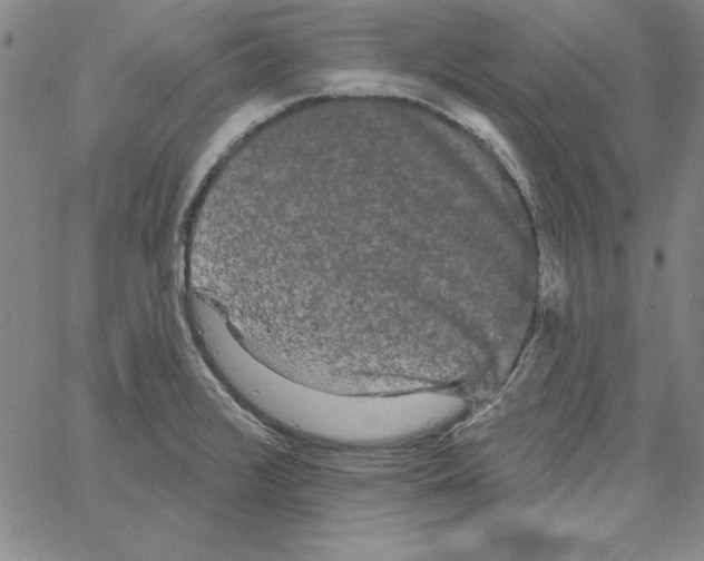 X0000066121376200604071901