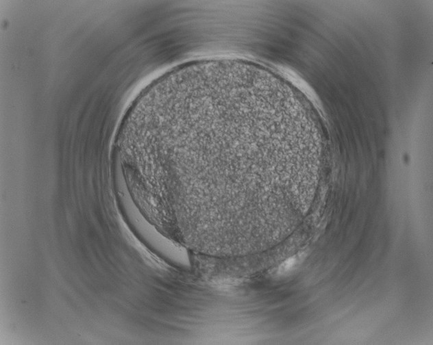 X0000066121380200604071901