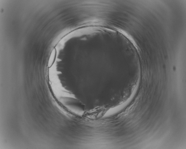 X0000066121383200604071901