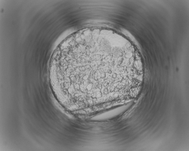 X0000066121386200604071901