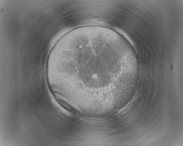 X0000066121387200604071901