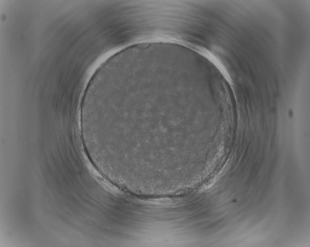 X0000066121388200604071901