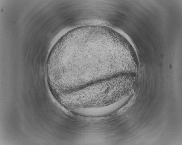 X0000066121389200604071901