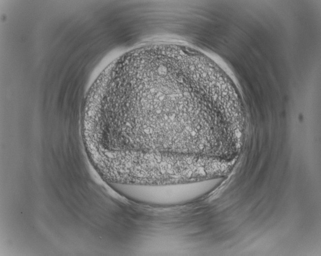 X0000066121390200604071901