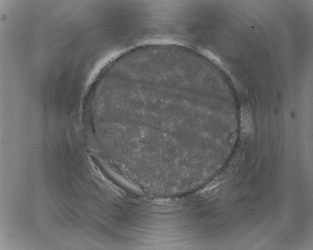 X0000066121408200604071900