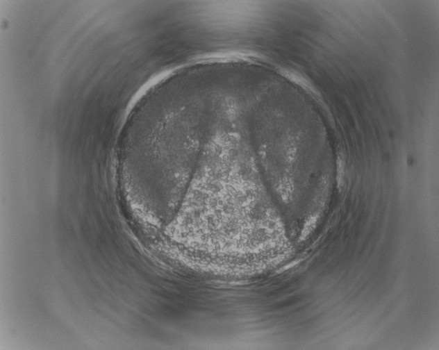 X0000066121412200604071900