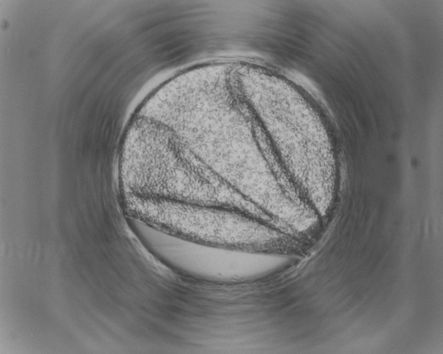 X0000066121420200604071901