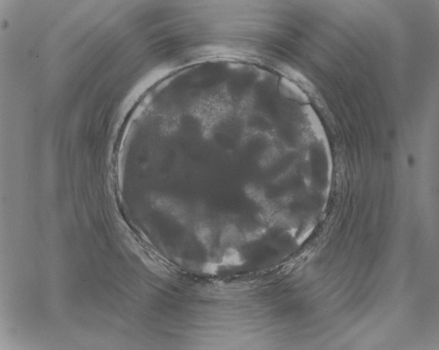 X0000066121427200604071901