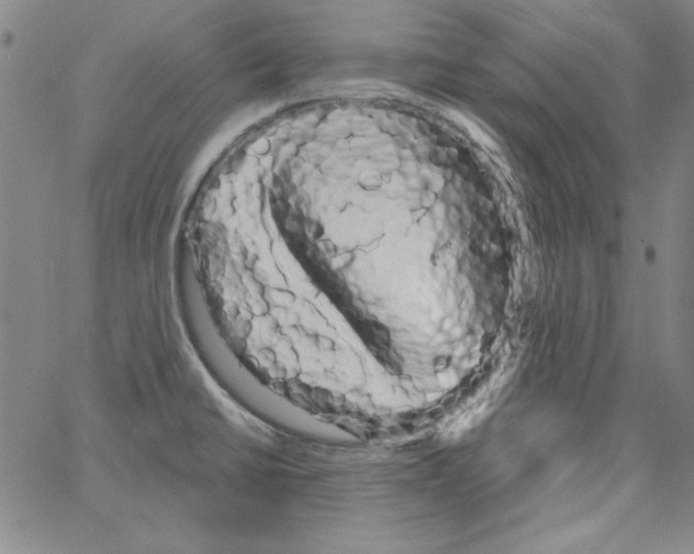 X0000066121430200604071901