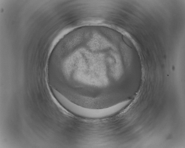 X0000066121432200604071901