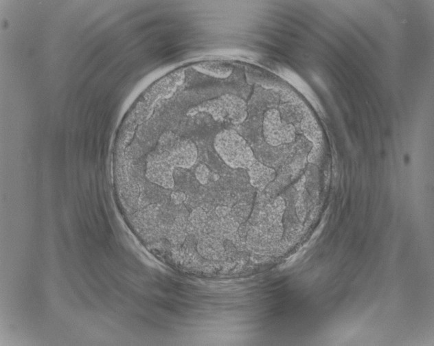 X0000066121436200604071901