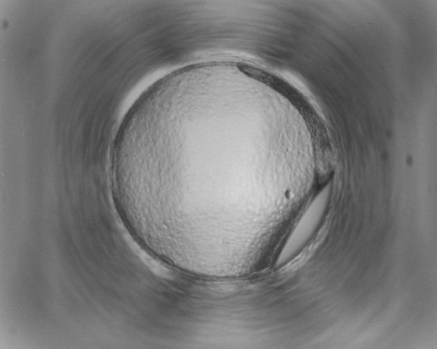 X0000066121438200604071901