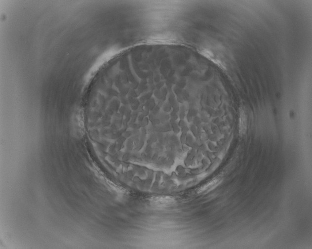 X0000066121454200604071900