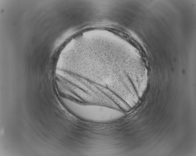 X0000066121456200604071900