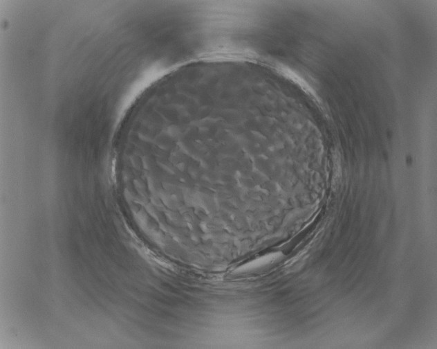 X0000066121462200604071900