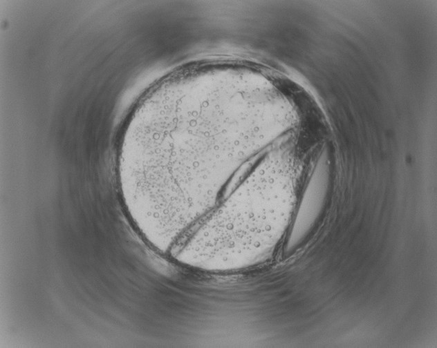 X0000066121464200604071900