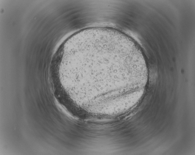 X0000066121468200604071900