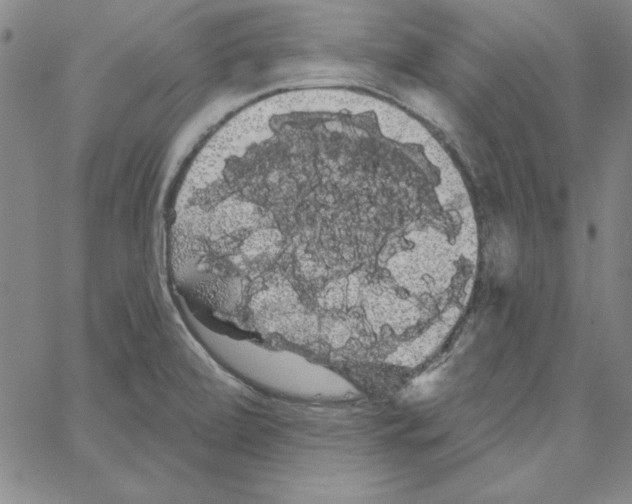 X0000066121472200604071900