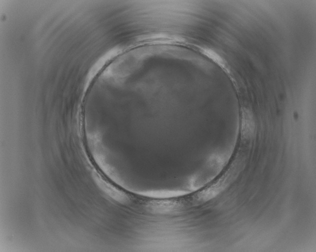 X0000066121474200604071900