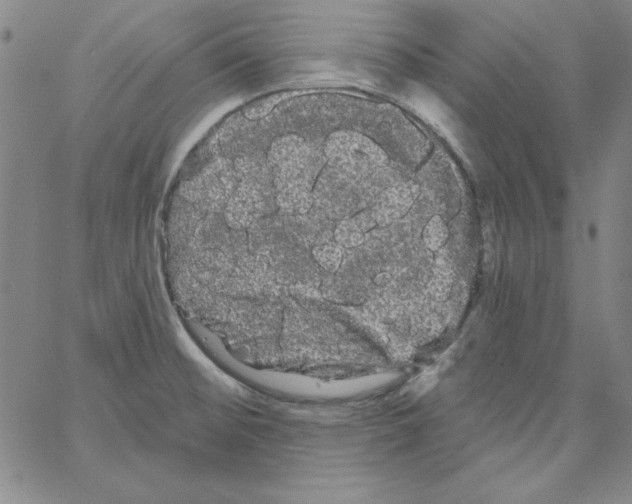 X0000066121476200604071900