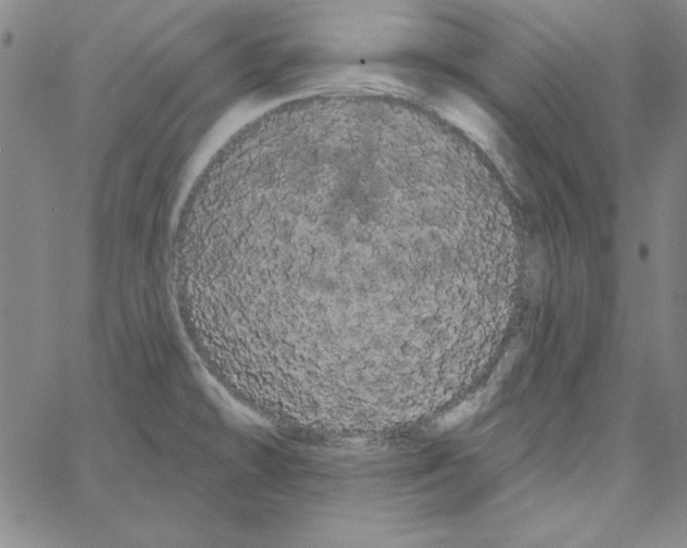 X0000066121478200604071900