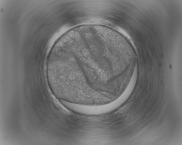 X0000066121480200604071900