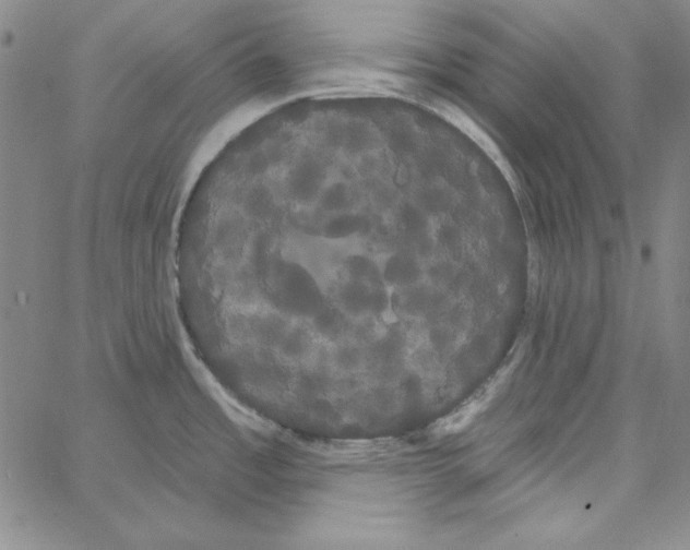 X0000066121485200604071859