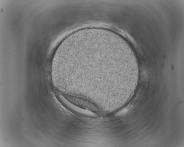 X0000066121504200604071859