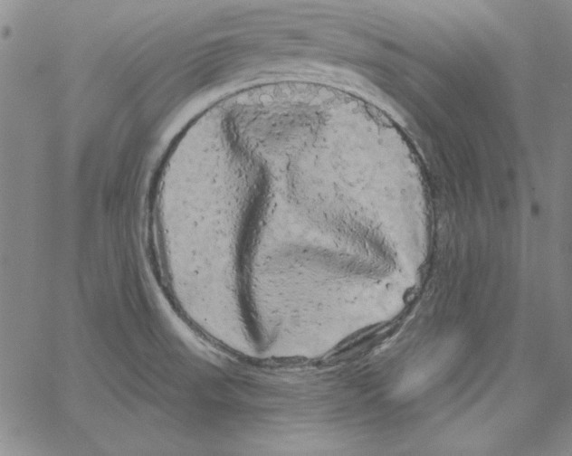 X0000066121523200604071859