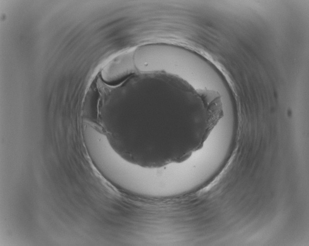 X0000066121529200604071859