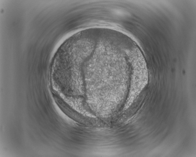 X0000066121531200604071859