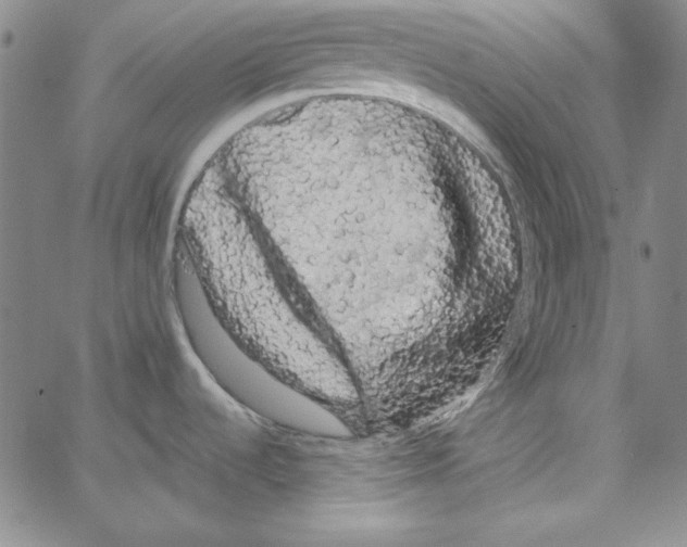 X0000066121536200604071859