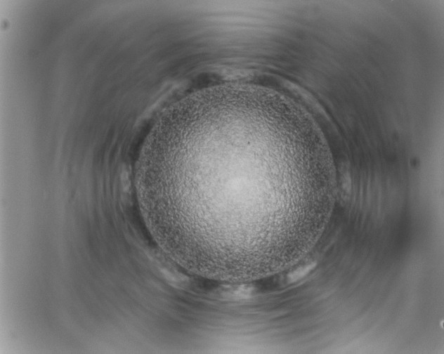 X0000066490667200603171124