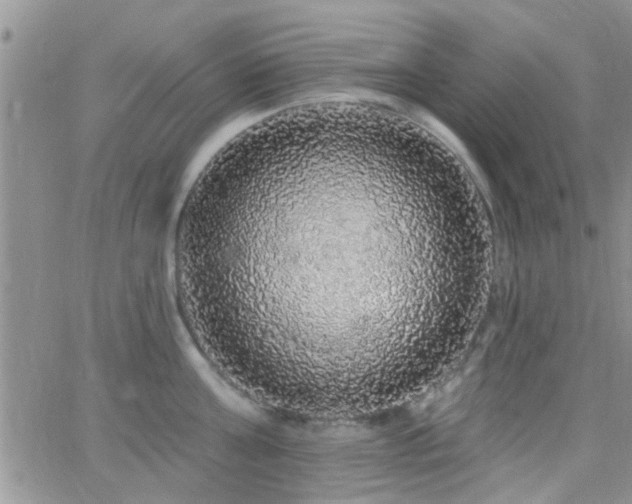 X0000066490811200603171121