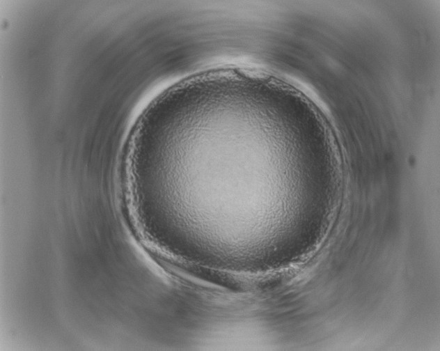 X0000066491056200603171118
