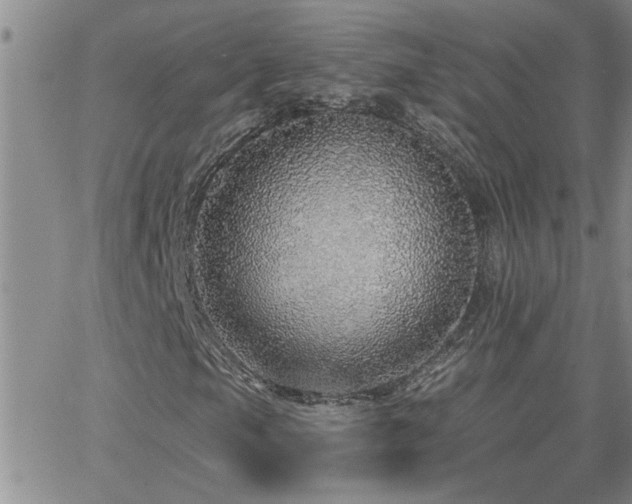 X0000066491105200603171116