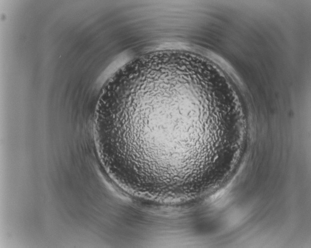 X0000066491241200603171115