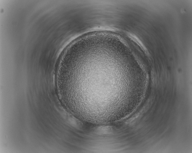 X0000066491268200603171114