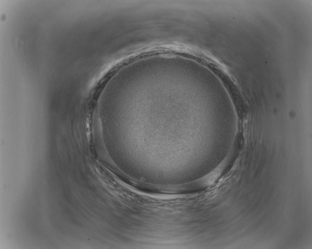 X0000066491496200603171110