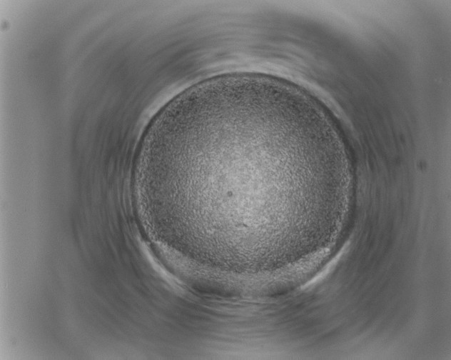 X0000066491513200603171110