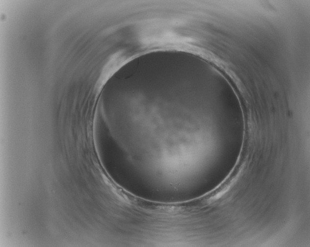 X0000066491529200603171110