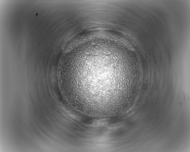 X0000066490078200603201308