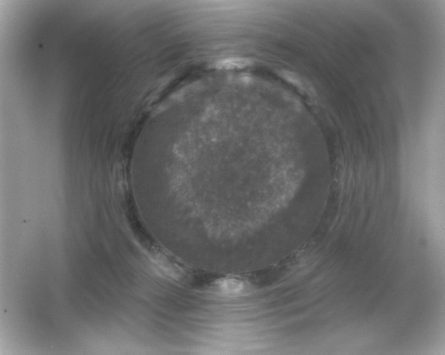 X0000066490272200603201305