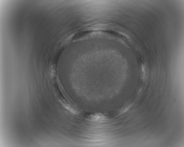 X0000066490284200603201305