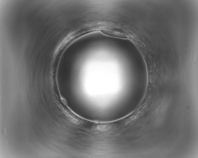 X0000066490341200603201303