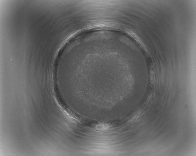 X0000066490444200603201301