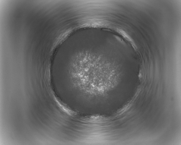 X0000066490493200603201301