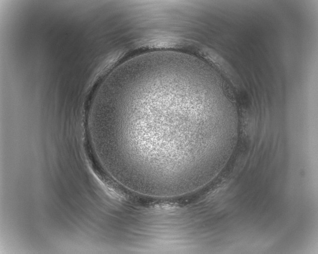 X0000066490586200603201259